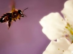 Trans bee pops shy cherry blossom